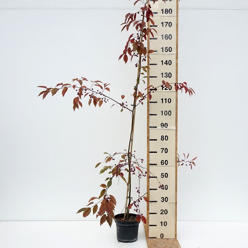 Exemplar von Purpur-Apfel Paul Hauber - Malus purpurea Topf mit 4L/5L wie im Sommer geliefert