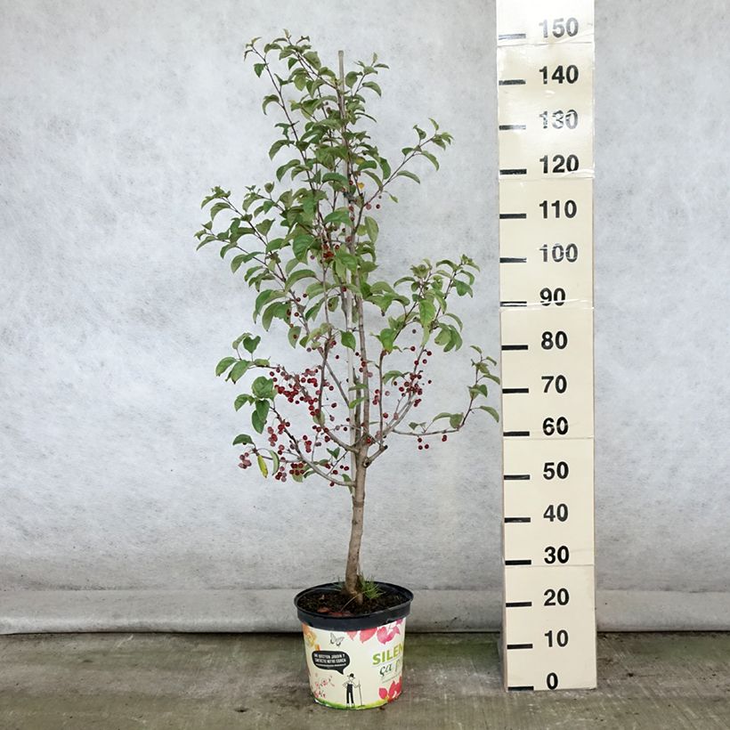 Exemplar von Zierapfel Red Jewel - Malus Topf mit 7,5L/10L wie im Sommer geliefert