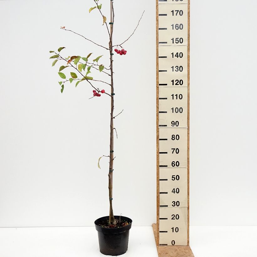 Exemplar von Zierapfel Red Sentinel - Malus Topf mit 6L/7L wie im Herbst geliefert