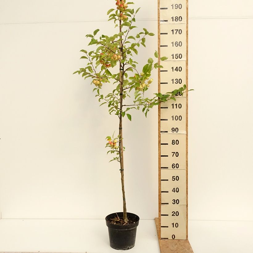 Exemplar von Zierapfel Red Sentinel - Malus Topf mit 6L/7L wie im Sommer geliefert