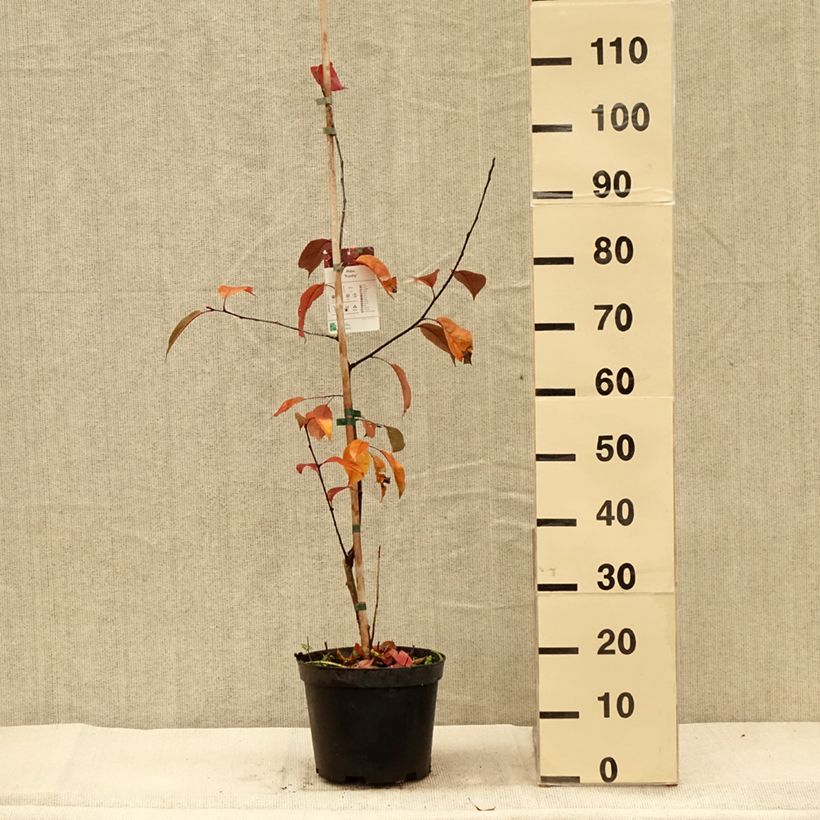 Exemplar von Zierapfel Royalty - Malus Topf mit 4L/5L wie im Herbst geliefert