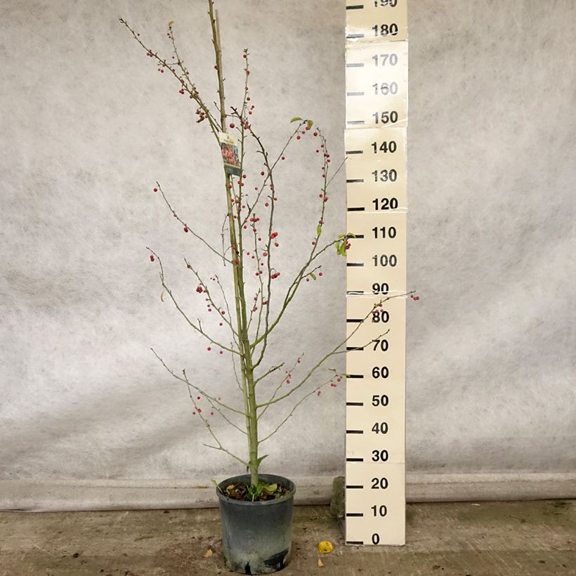 Exemplar von Zierapfel Sugar Tyme - Malus Topf mit 12L/15L wie im Herbst geliefert