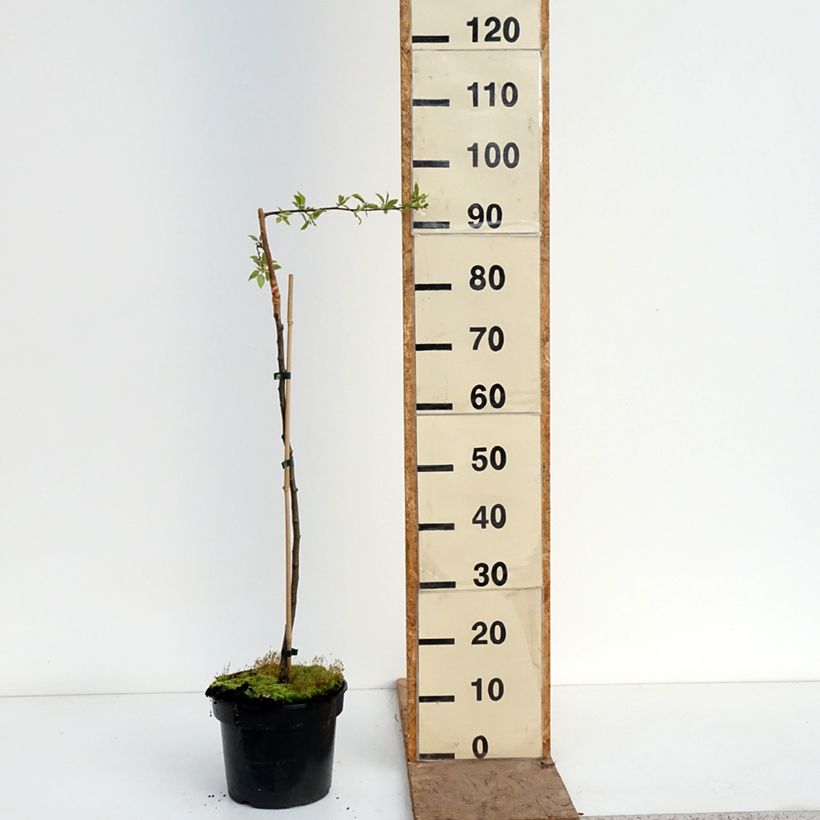 Exemplar von Zierapfel Pendula - Malus sachalinensis Topf mit 4L/5L, Stamm wie im Frühjahr geliefert