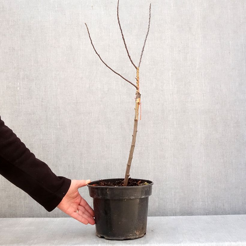 Exemplar von Zierapfel POM'ZAI - Malus Topf mit 4L/5L wie im Winter geliefert