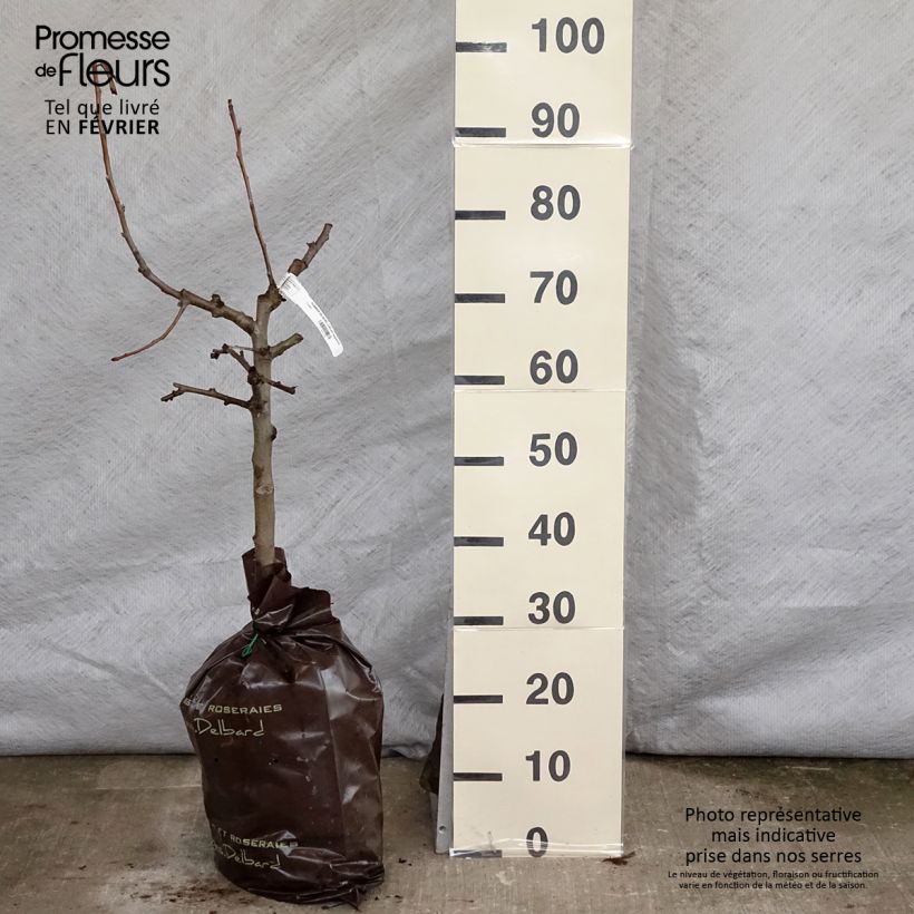 Exemplar von Apfelbaum Delbard Jubilé - Malus domestica Plug "Fertig-zum-Pflanzen", Gobelet-Form wie im Winter geliefert