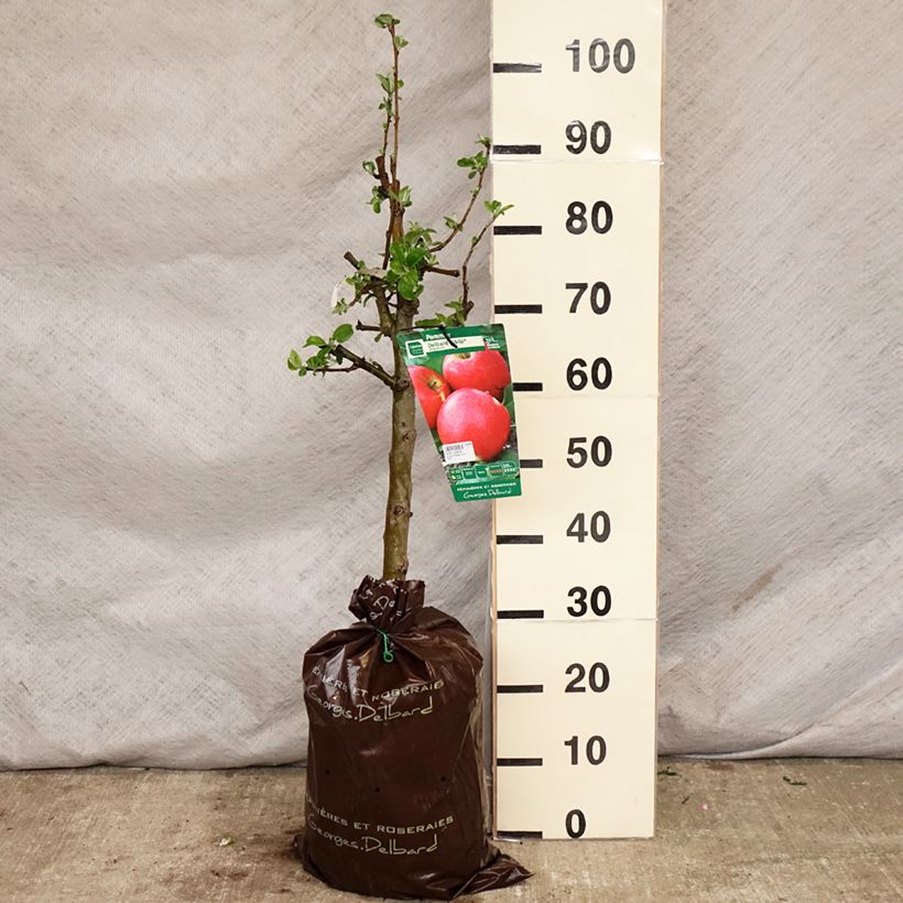 Exemplar von Apfelbaum Delbard Jubilé - Malus domestica Plug "Fertig-zum-Pflanzen", Gobelet-Form wie im Frühjahr geliefert