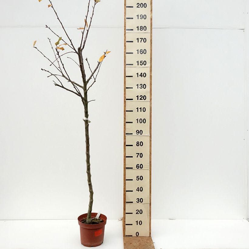 Exemplar von Apfelbaum Double Belle Fleur - Malus domestica Topf mit 7,5L/10L, Halbstamm wie im Herbst geliefert