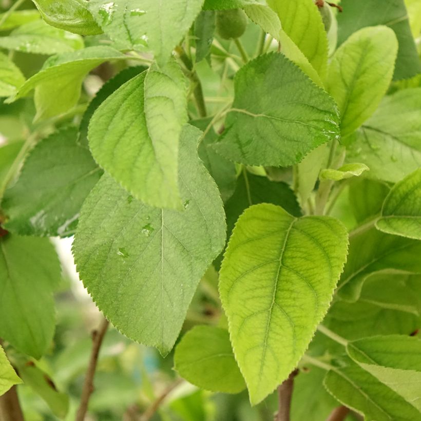 Apfelbaum Gala und Golden Delicious Duo - Malus domestica (Laub)