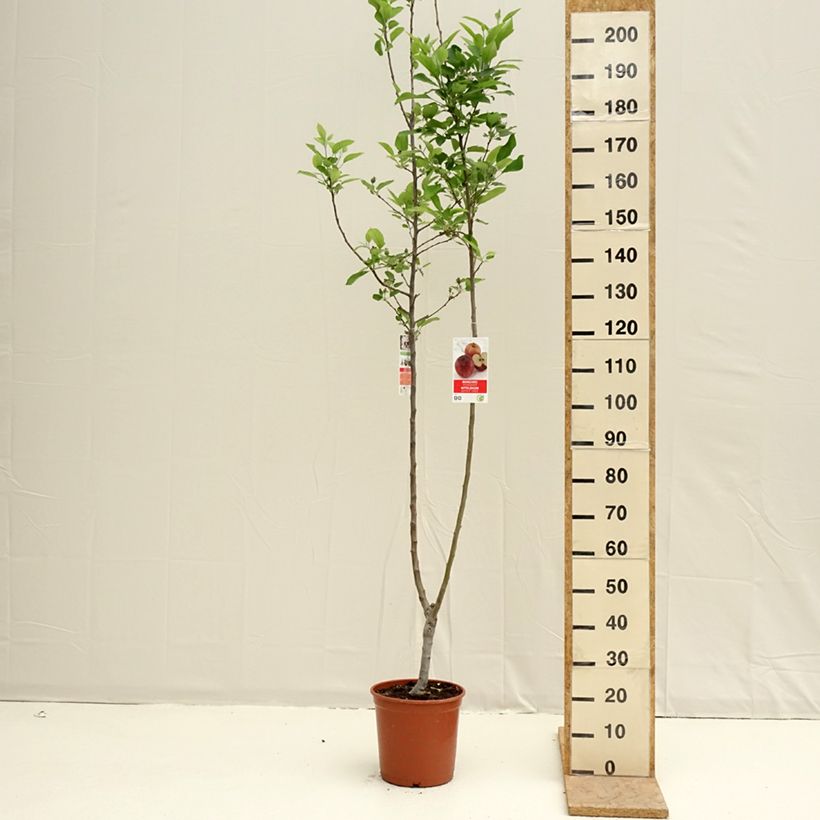 Exemplar von Apfelbaum Gala und Golden Delicious Duo - Malus domestica Topf mit 7,5L/10L wie im Frühjahr geliefert