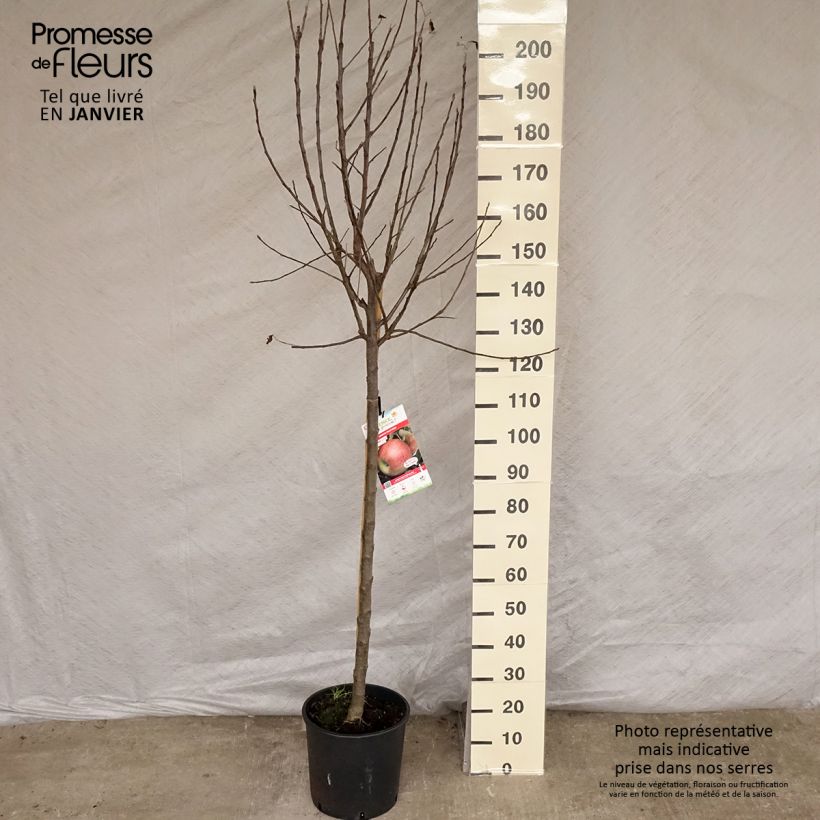 Exemplar von Apfelbaum Elstar - Malus domestica Topf mit 7,5L/10L, Halbstamm wie im Winter geliefert