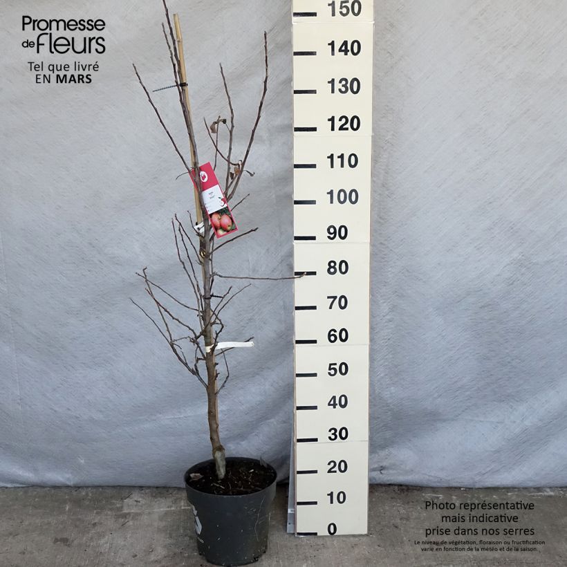Exemplar von Apfelbaum Elstar - Malus domestica Topf mit 7,5L/10L, Gobelet-Form wie im Frühjahr geliefert