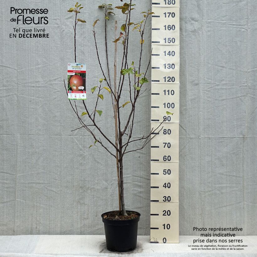 Exemplar von Apfelbaum Fuji - Malus domestica Topf mit 7,5L/10L, Gobelet-Form wie im Winter geliefert