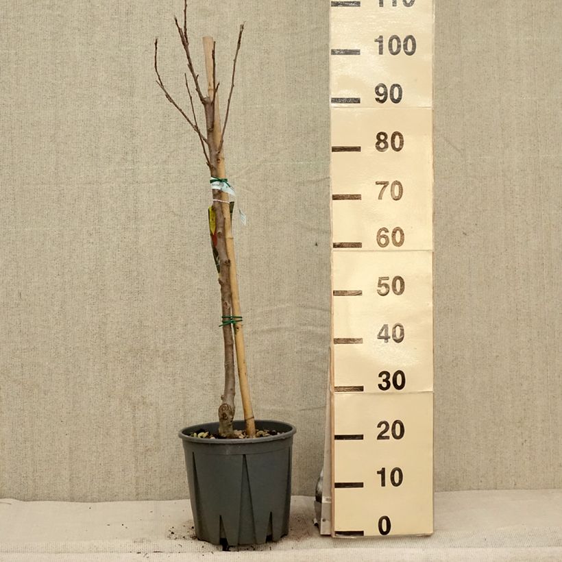 Exemplar von Apfelbaum Fuji - Malus domestica Topf mit 7,5L/10L, Gobelet-Form wie im Frühjahr geliefert