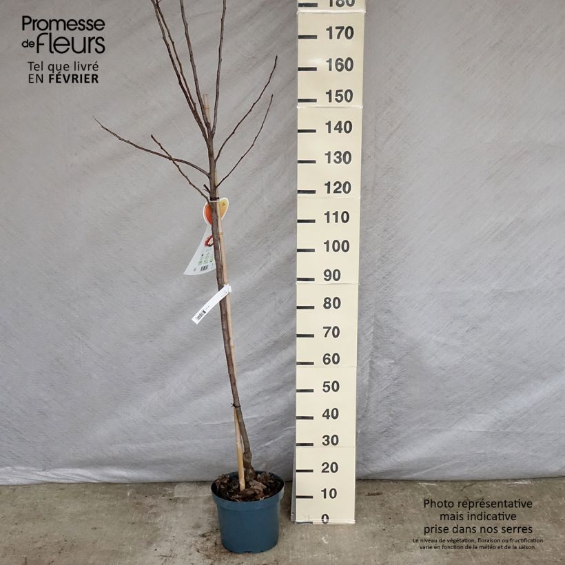 Exemplar von Apfelbaum Gala - Malus domestica Topf mit 7,5L/10L, Halbstamm wie im Winter geliefert