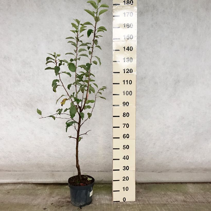 Exemplar von Apfelbaum Gala - Malus domestica Topf mit 7,5L/10L, Gobelet-Form wie im Sommer geliefert