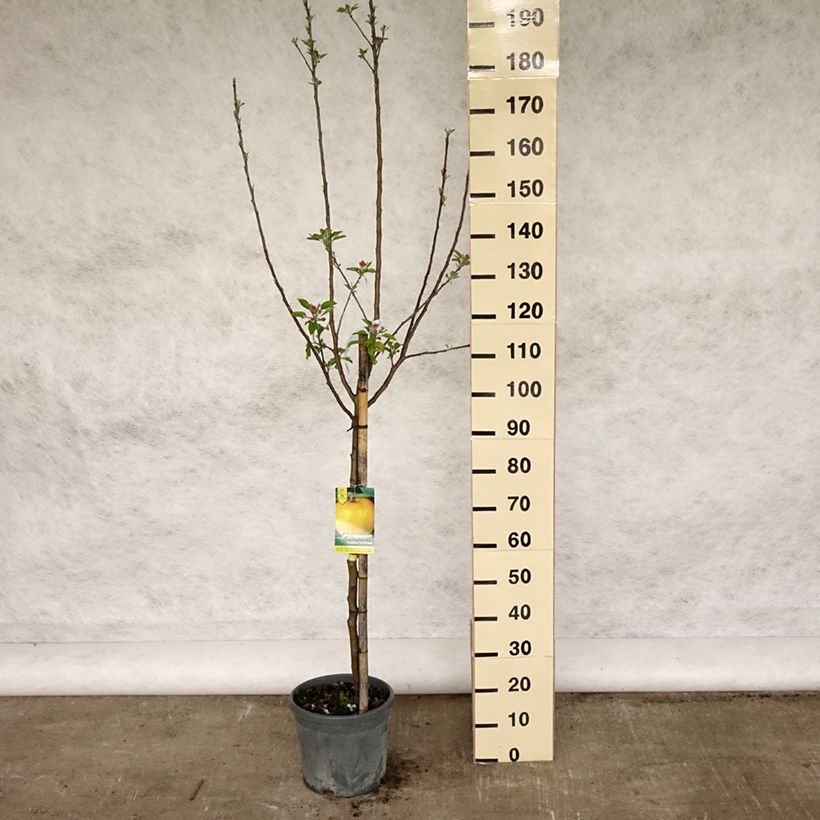 Exemplar von Apfelbaum Golden Delicious - Malus domestica Topf mit 7,5L/10L, Gobelet-Form wie im Frühjahr geliefert