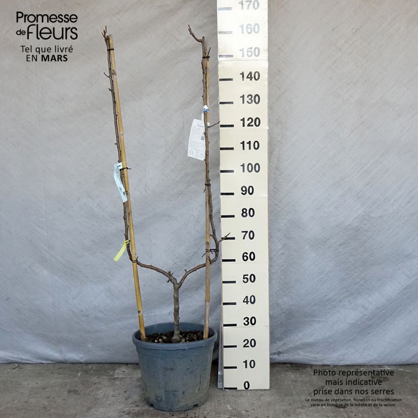 Exemplar von Apfelbaum Golden Delicious - Malus domestica Topf mit 7,5L/10L, Spalierobst einfach U-Form wie im Frühjahr geliefert