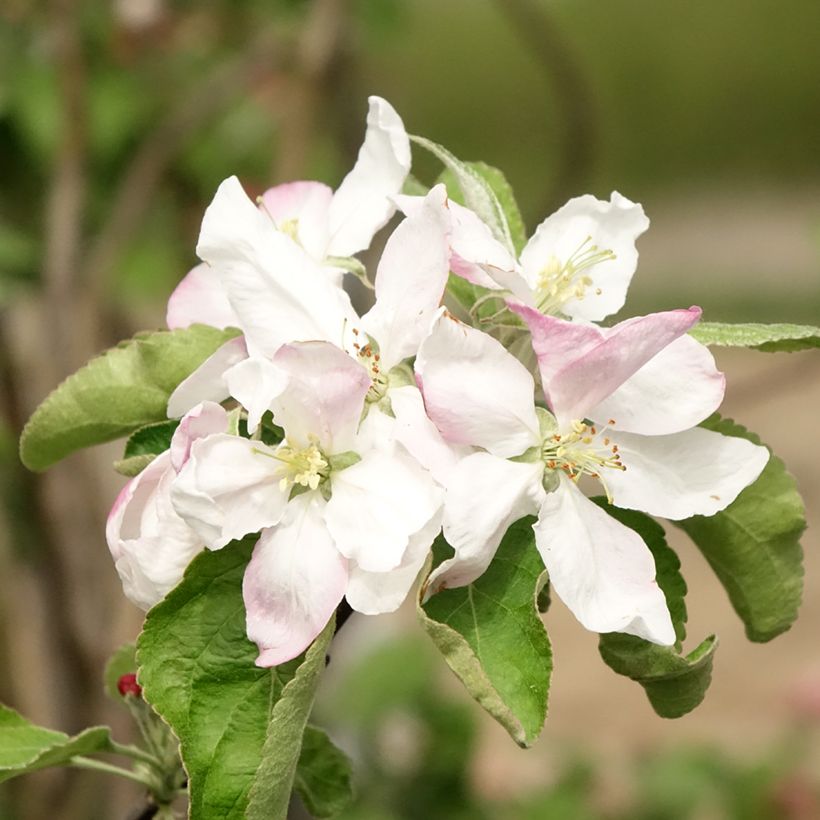 Apfelbaum Granny Smith - Malus domestica (Blüte)
