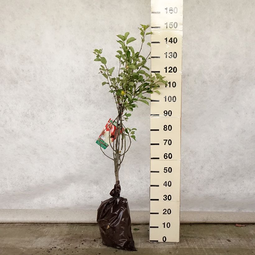 Exemplar von Apfelbaum Harmonie - Malus domestica Plug "Fertig-zum-Pflanzen", Gobelet-Form wie im Sommer geliefert