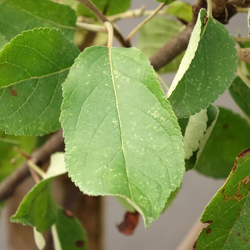 Apfelbaum Ingrid Marie - Malus domestica (Laub)