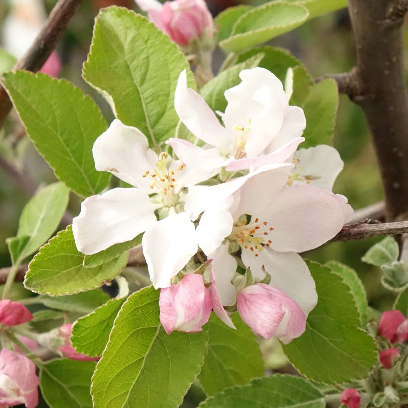 Apfelbaum Ingrid Marie - Malus domestica (Blüte)