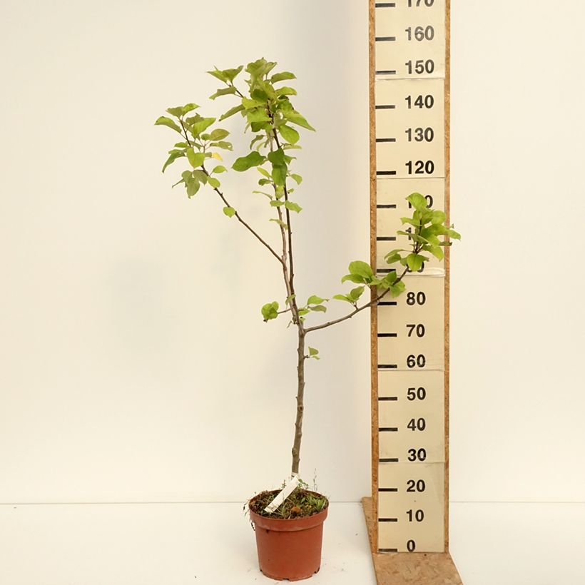 Exemplar von Apfelbaum Jacques Lebel - Malus domestica Topf mit 7,5L/10L, Gobelet-Form wie im Sommer geliefert