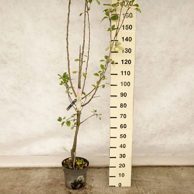 Exemplar von Apfelbaum James Grieve - Malus domestica Topf mit 7,5L/10L, Gobelet-Form wie im Sommer geliefert