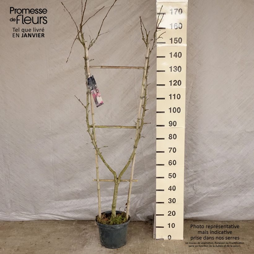 Exemplar von Apfelbaum Jonagold - Malus domestica Topf mit 7,5L/10L, Spalierobst einfach U-Form wie im Winter geliefert