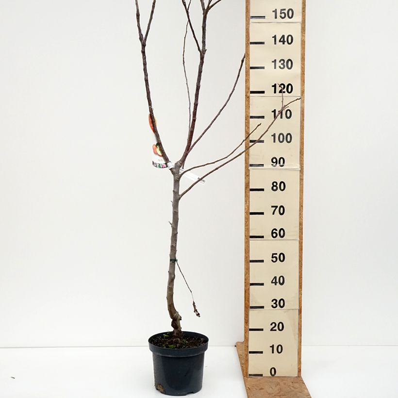 Exemplar von Apfelbaum Jonagold - Malus domestica Topf mit 7,5L/10L, Gobelet-Form wie im Herbst geliefert