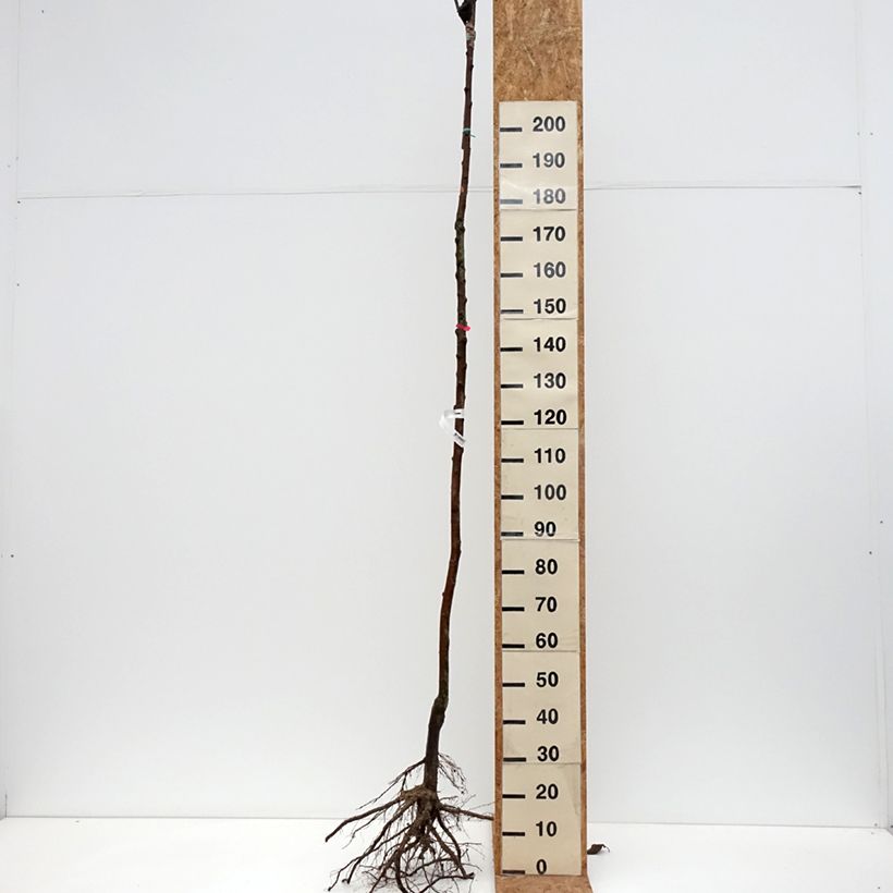 Exemplar von Apfelbaum Jonathan - Malus domestica Wurzelnackt, Hochstamm wie im Winter geliefert