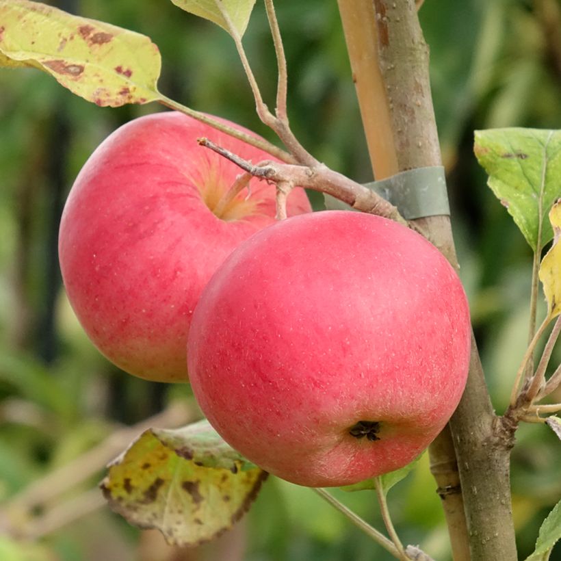 Goldparmäne Kantówka Gdańska - Malus domestica (Ernte)