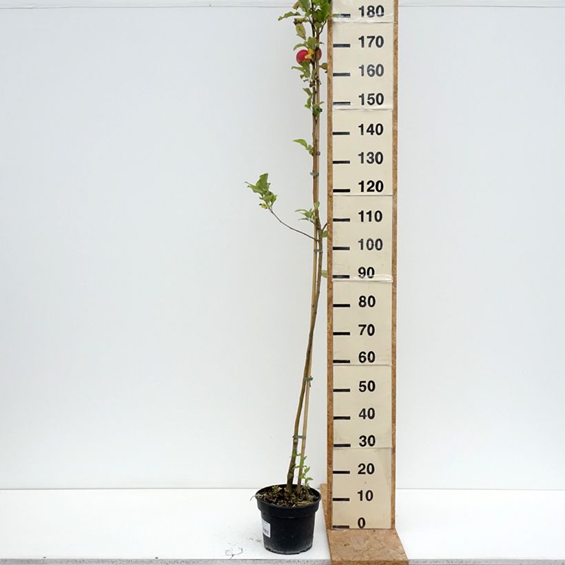 Exemplar von Goldparmäne Kantówka Gdańska - Malus domestica Topf mit 4L/5L, Gobelet-Form wie im Sommer geliefert