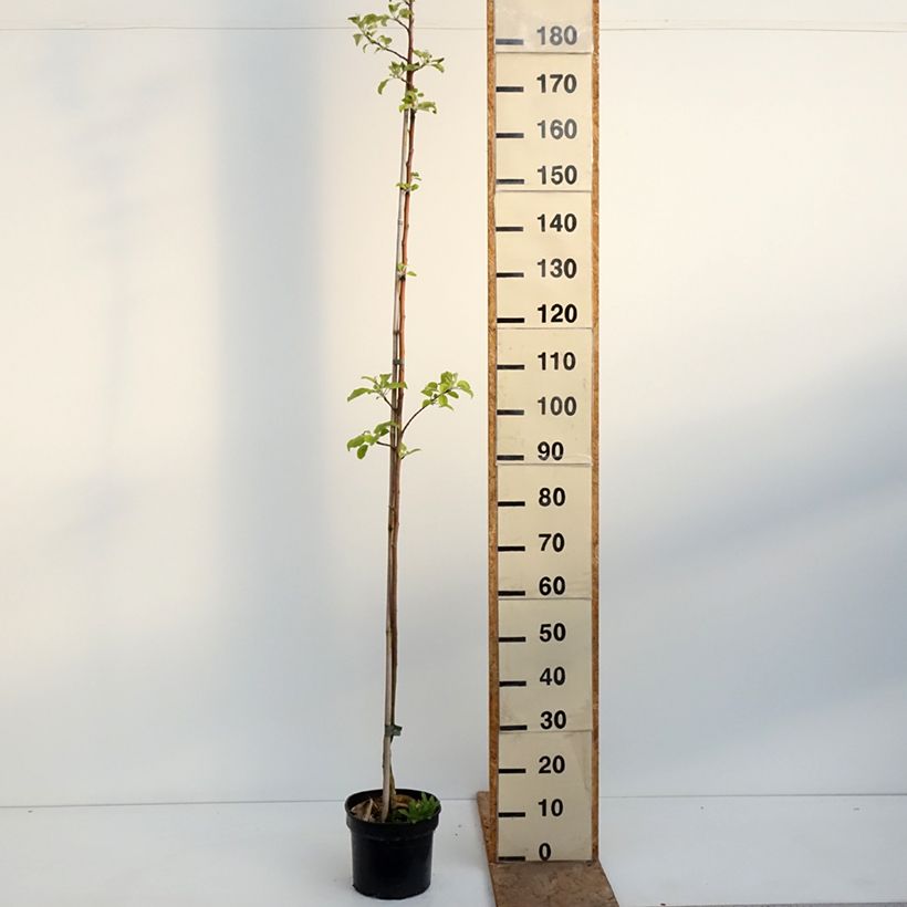 Exemplar von Goldparmäne Kantówka Gdańska - Malus domestica Topf mit 4L/5L, Heister wie im Frühjahr geliefert