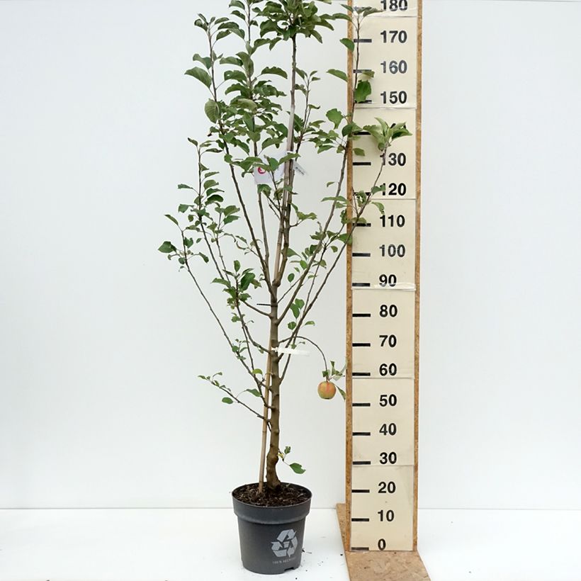 Exemplar von Zierapfel Karneval - Malus domestica Topf mit 7,5L/10L, Gobelet-Form wie im Sommer geliefert
