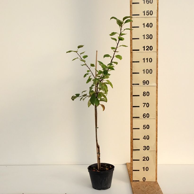 Exemplar von Goldparmäne Kosztela - Malus domestica Topf mit 4L/5L, Gobelet-Form wie im Sommer geliefert