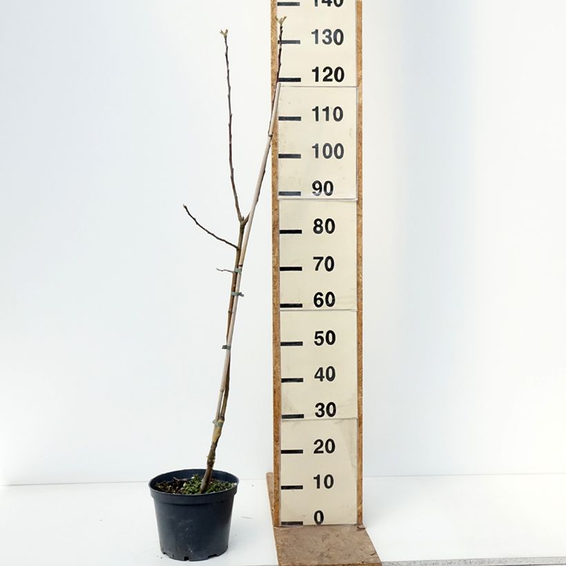 Exemplar von Goldparmäne Kosztela - Malus domestica Topf mit 4L/5L, Heister wie im Frühjahr geliefert