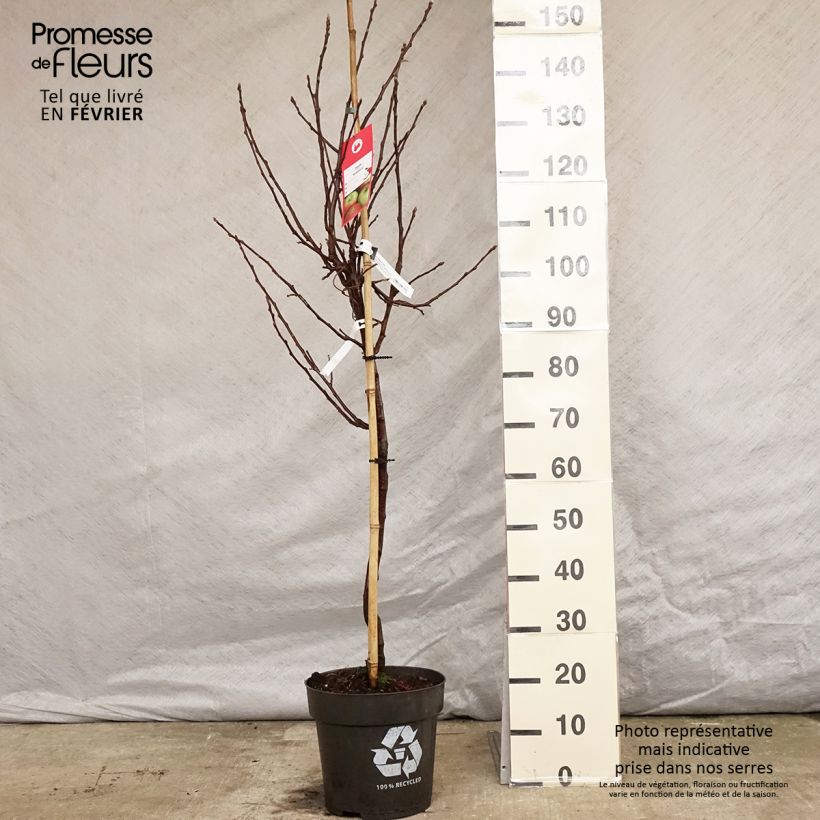 Exemplar von Apfelbaum Braeburn - Malus domestica Topf mit 7,5L/10L, Gobelet-Form wie im Winter geliefert