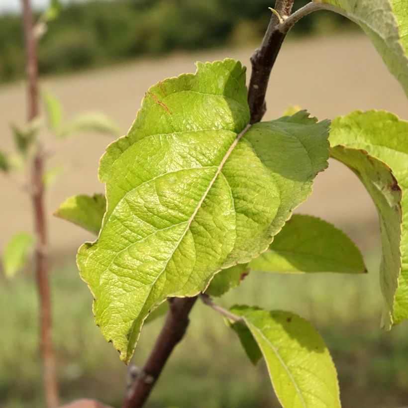 Apfelbaum Braeburn - Malus domestica (Laub)