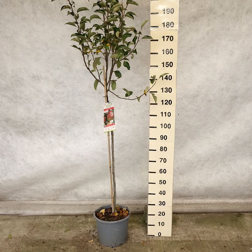 Exemplar von Apfelbaum Idared - Malus domestica Topf mit 12L/15L, Halbstamm wie im Herbst geliefert