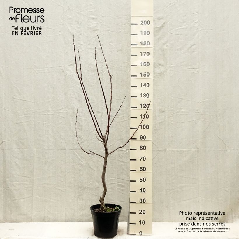 Exemplar von Apfelbaum Reinette Blanche du Canada - Malus domestica Topf mit 7,5L/10L, Gobelet-Form wie im Winter geliefert