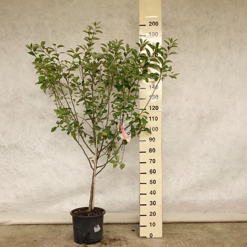Exemplar von Apfelbaum Melrose - Malus domestica Topf mit 7,5L/10L, Gobelet-Form wie im Sommer geliefert