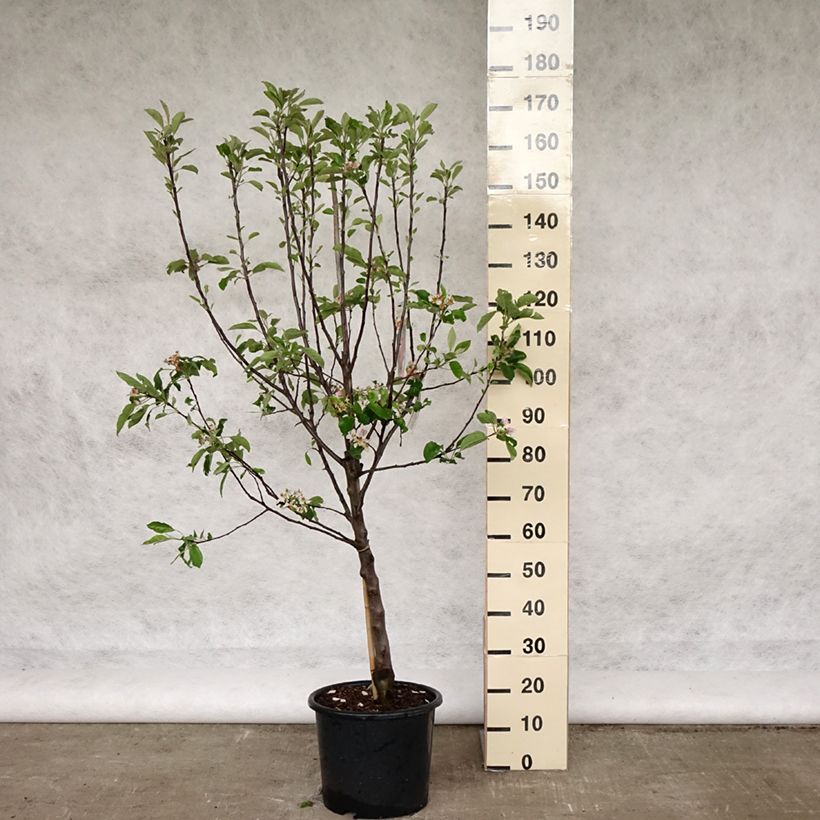 Exemplar von Apfelbaum Melrose - Malus domestica Topf mit 7,5L/10L, Gobelet-Form wie im Frühjahr geliefert