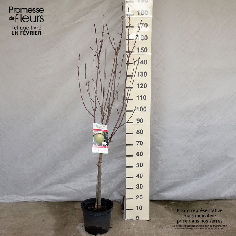 Exemplar von Apfelbaum Museau de Lièvre - Malus domestica Topf mit 7,5L/10L, Gobelet-Form wie im Winter geliefert