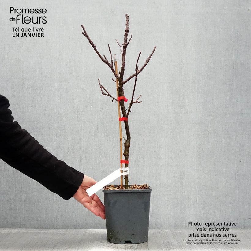 Exemplar von Zwergapfelbaum Fruit Me Apple Me Yellow Golden - Malus domestica Topf mit 4L/5L, Zwergform wie im Winter geliefert