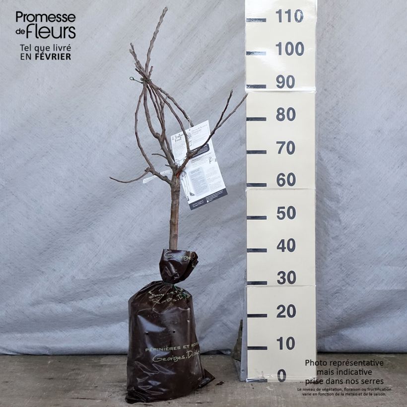 Exemplar von Zwergapfelbaum Croquella delgrina - Malus domestica Plug "Fertig-zum-Pflanzen", 1/4 Stängel wie im Winter geliefert