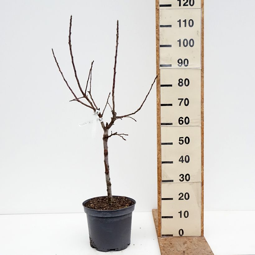 Exemplar von Zwergapfelbaum Croquella delgrina - Malus domestica Topf mit 7,5L/10L, 1/4 Stängel wie im Winter geliefert