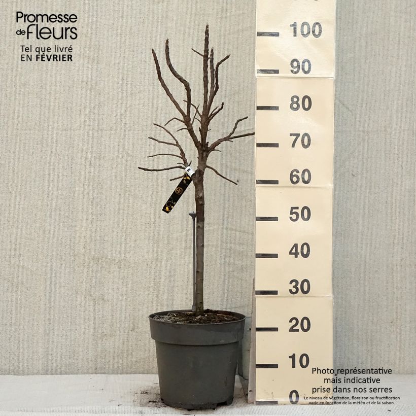 Exemplar von Zwergapfelbaum Delicado - Malus domestica Topf mit 7,5L/10L wie im Winter geliefert