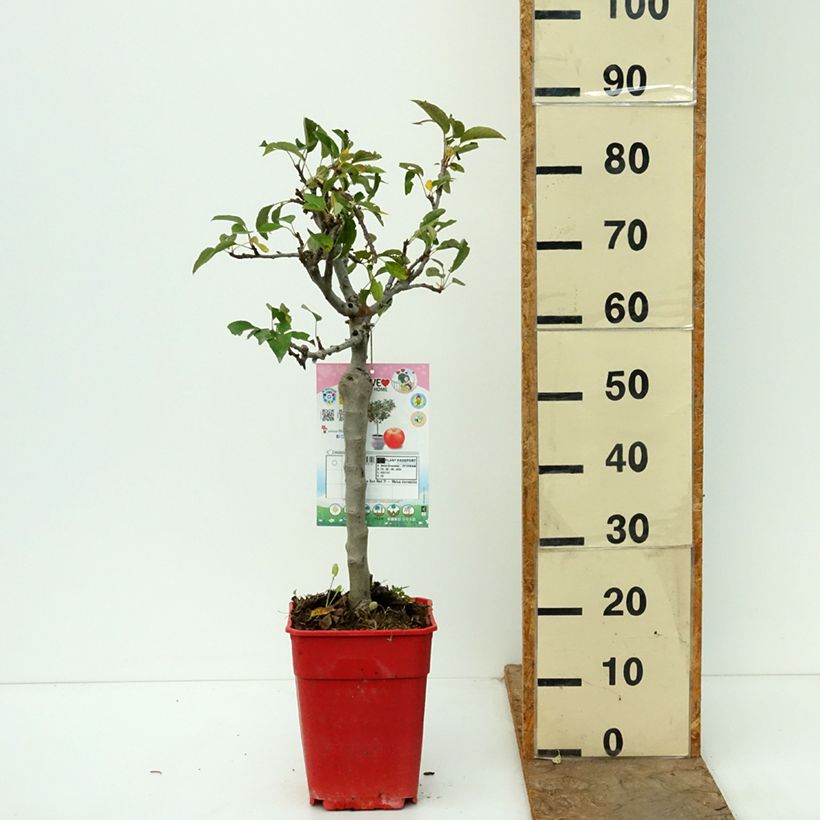 Exemplar von Zwergapfelbaum Garden Sun Red - Malus domestica Topf mit 6L/7L, 1/4 Stängel wie im Herbst geliefert
