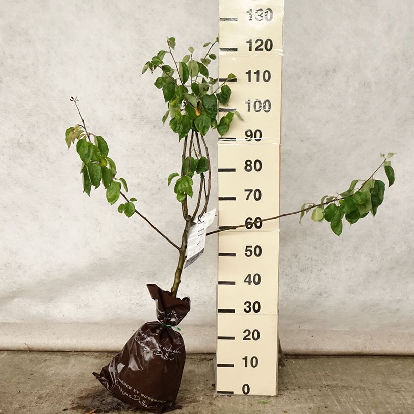 Exemplar von Apfelbaum Rambour d'Hiver - Malus domestica Plug "Fertig-zum-Pflanzen", Gobelet-Form wie im Sommer geliefert