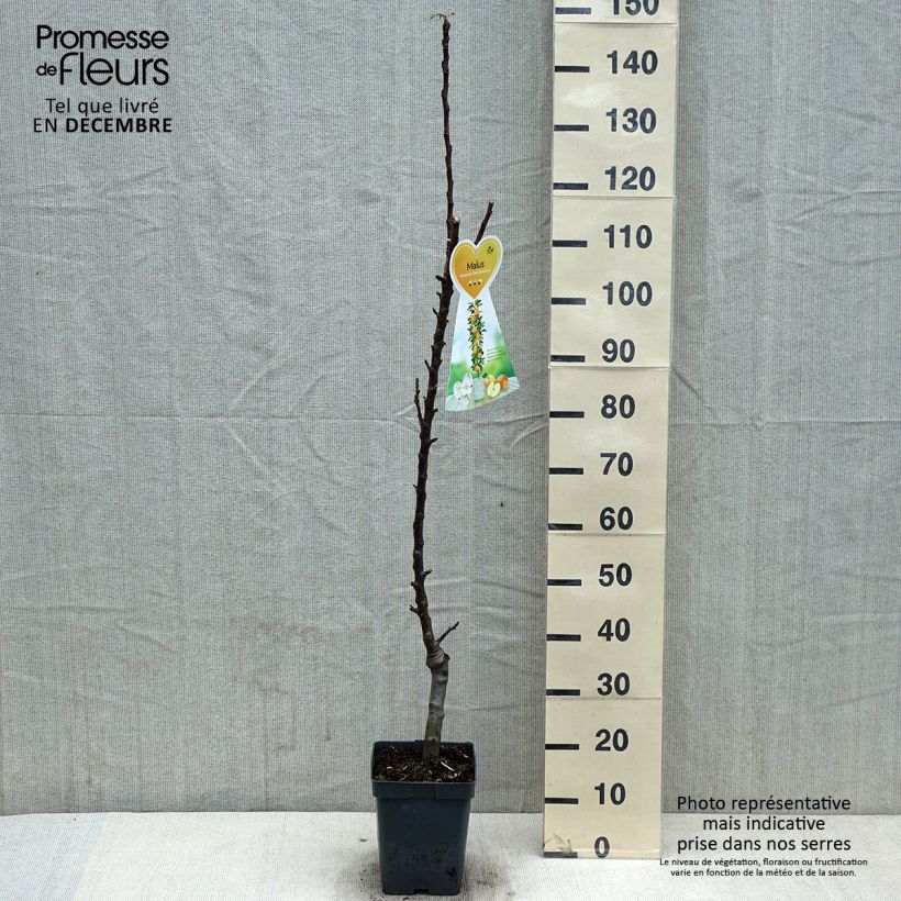 Exemplar von Apfelbaum Red Sensation - Malus domestica Topf mit 4L/5L, Säulenförmig wie im Herbst geliefert